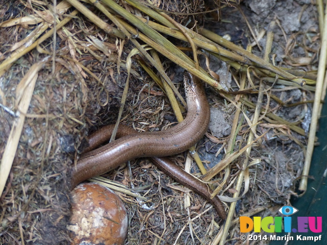 FZ004317 Slow worm in compost heap